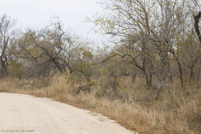 Hlane NP y Kruger National Park: Pretoriuskop - SUDÁFRICA EN EL CORAZÓN (JULIO 2015) (23)
