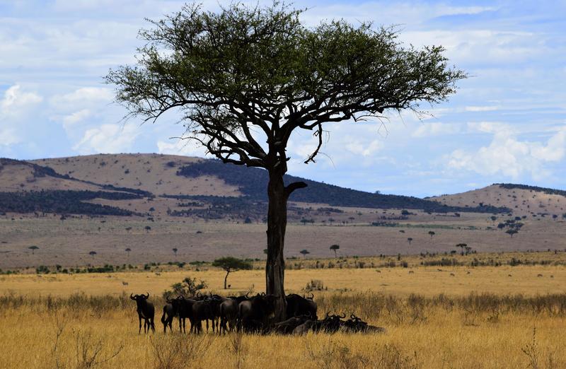 Mis días de safari en Uganda, Kenia y Zanzíbar.. Os lo intento contar - Blogs de Africa Este y Centro - Recorremos Masai Mara de un extremo a otro.. ¡Qué lugar! (21)