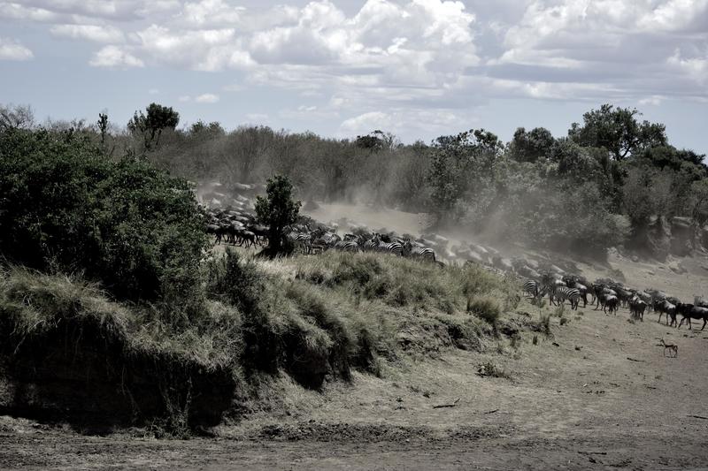 Mis días de safari en Uganda, Kenia y Zanzíbar.. Os lo intento contar - Blogs de Africa Este y Centro - Nuestra pequeña versión del cruce (17)