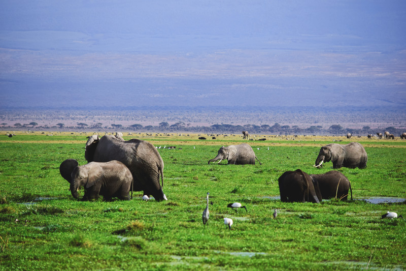 Mis días de safari en Uganda, Kenia y Zanzíbar.. Os lo intento contar - Blogs de Africa Este y Centro - Parque Amboseli, el sitio de los elefantes (9)