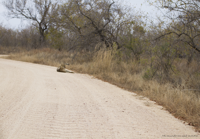 Hlane NP y Kruger National Park: Pretoriuskop - SUDÁFRICA EN EL CORAZÓN (JULIO 2015) (22)