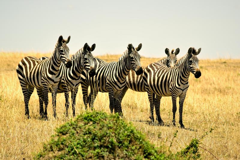 Mis días de safari en Uganda, Kenia y Zanzíbar.. Os lo intento contar - Blogs de Africa Este y Centro - Día completo en el Mara.. qué sitio tan impresionante.. (9)
