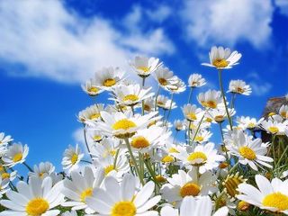 flores_brancas_na_primavera9