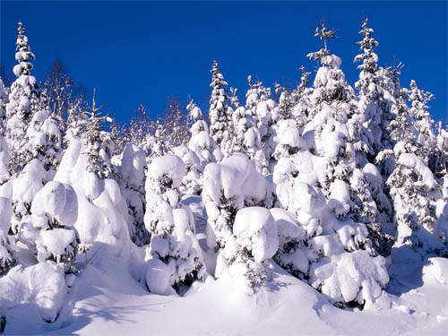 wallpapers-landscape-winter-snow-covered-spruce-trees