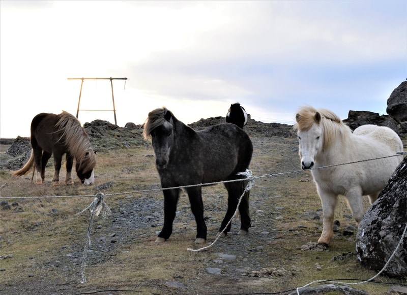 DÍA 7: Media vuelta: Pasando de nuevo los fiordos-Svartifoss-Skogafoss - Islandia en campervan, en invierno!! (2)