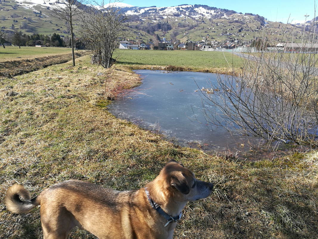 Slika
